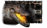 Alligator