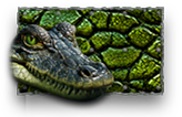 Crocodile