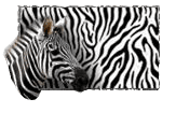 Safari